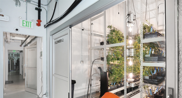 cannabis grow rooms, cannabis cultivation rooms, cannabis cultivation cleanroom, cannabis growing rooms