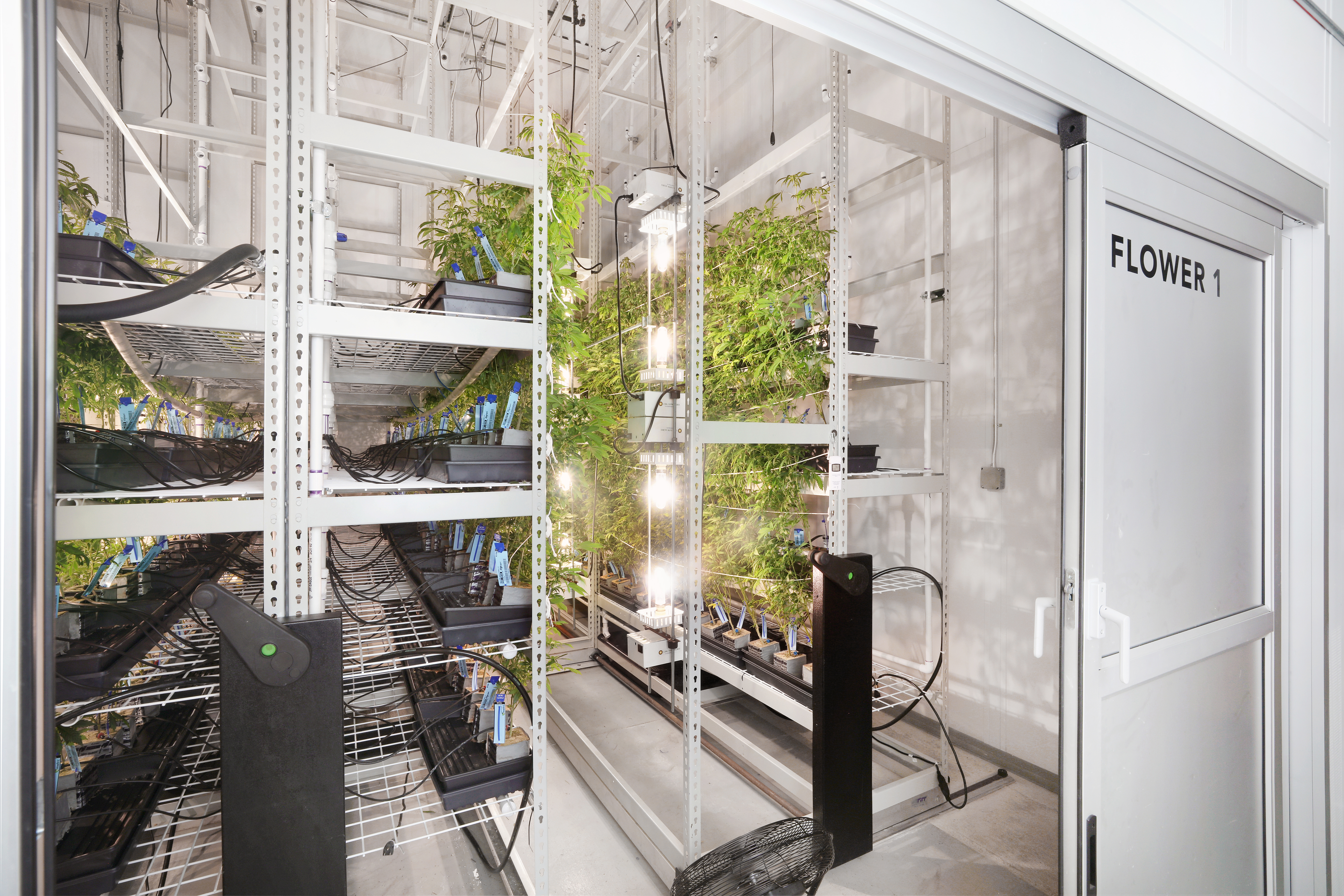 cannabis grow rooms, cannabis cultivation rooms, cannabis cultivation cleanroom, cannabis growing rooms